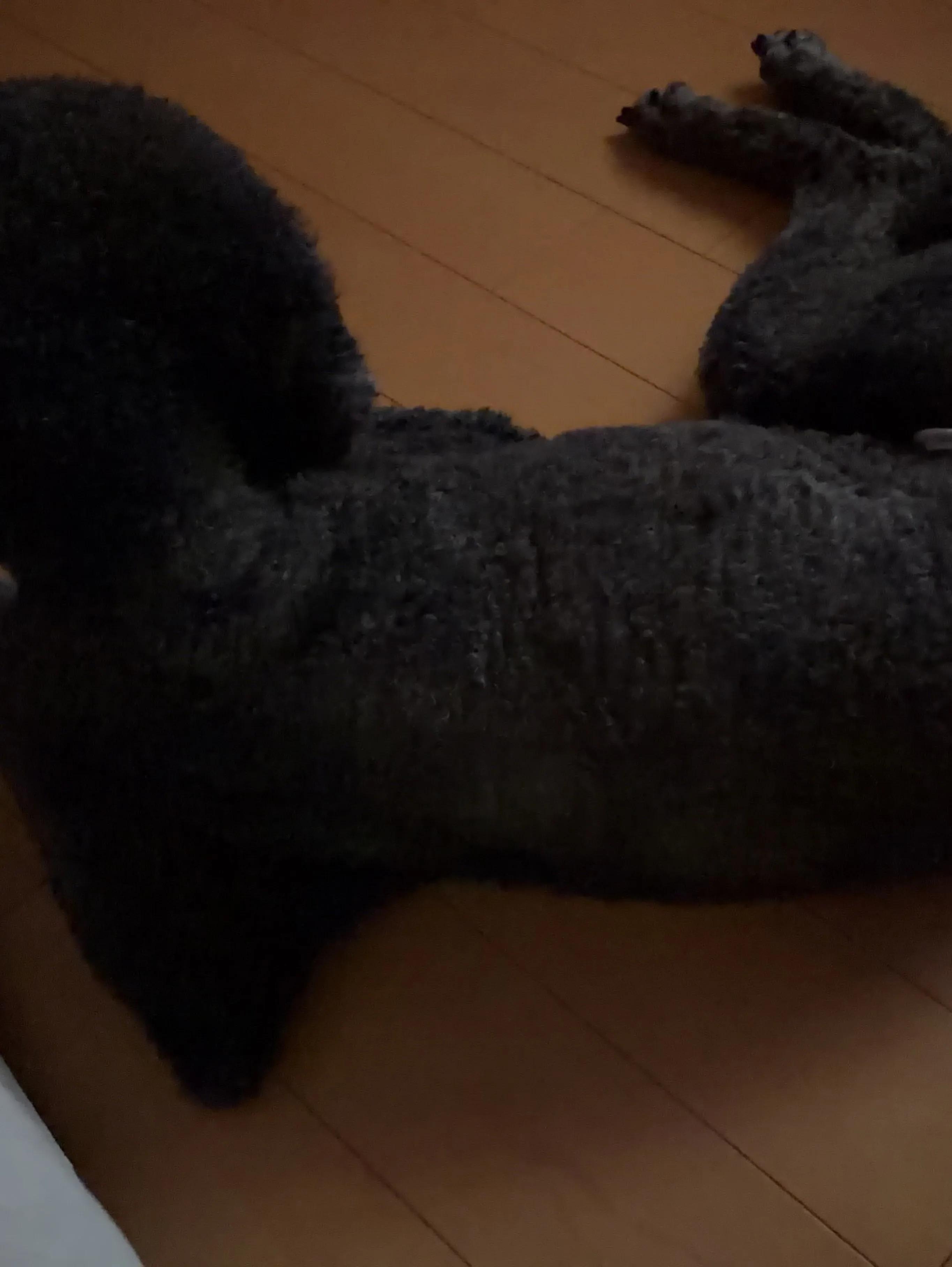 ルー🐾
