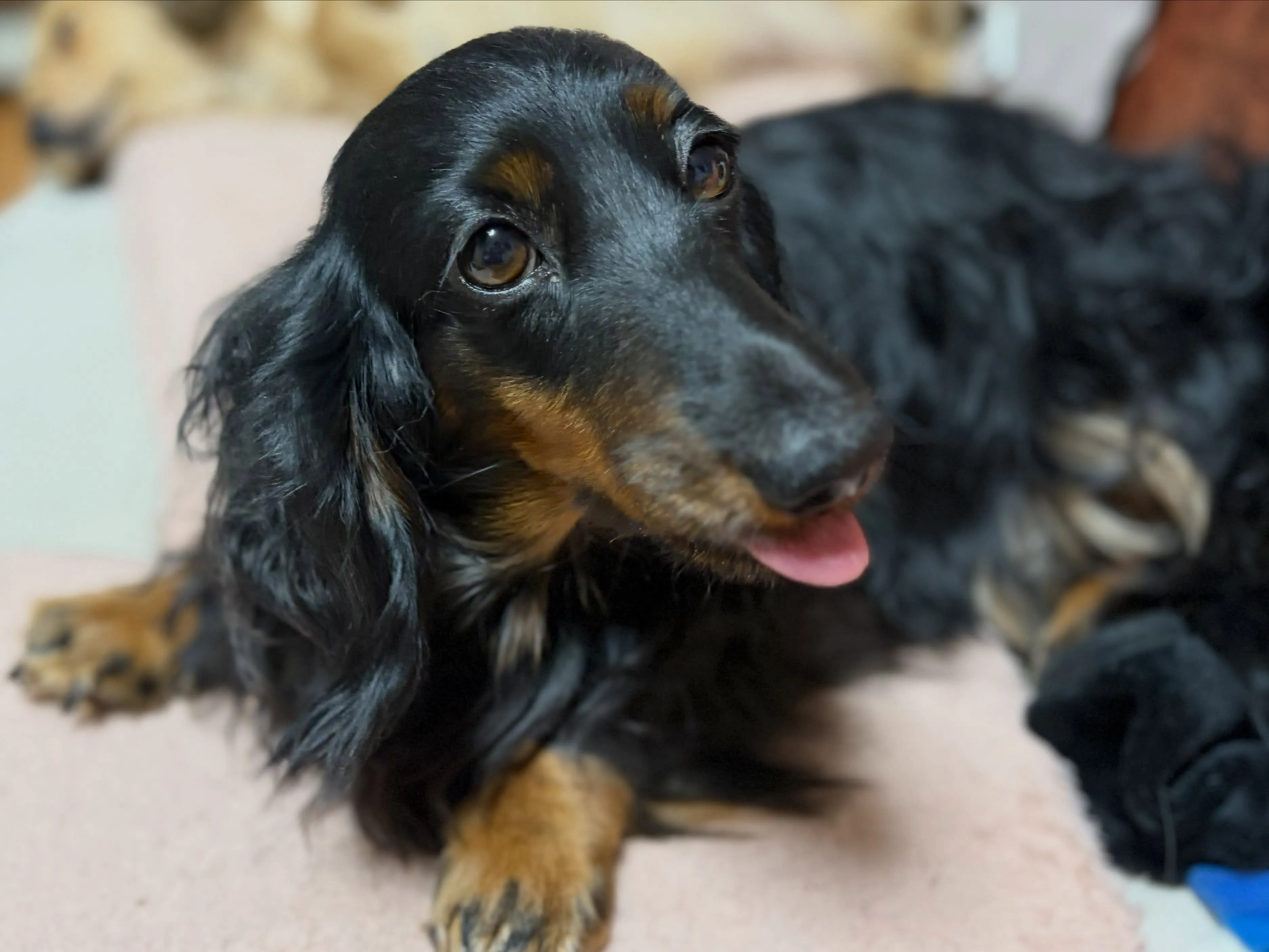 ジップ🐾