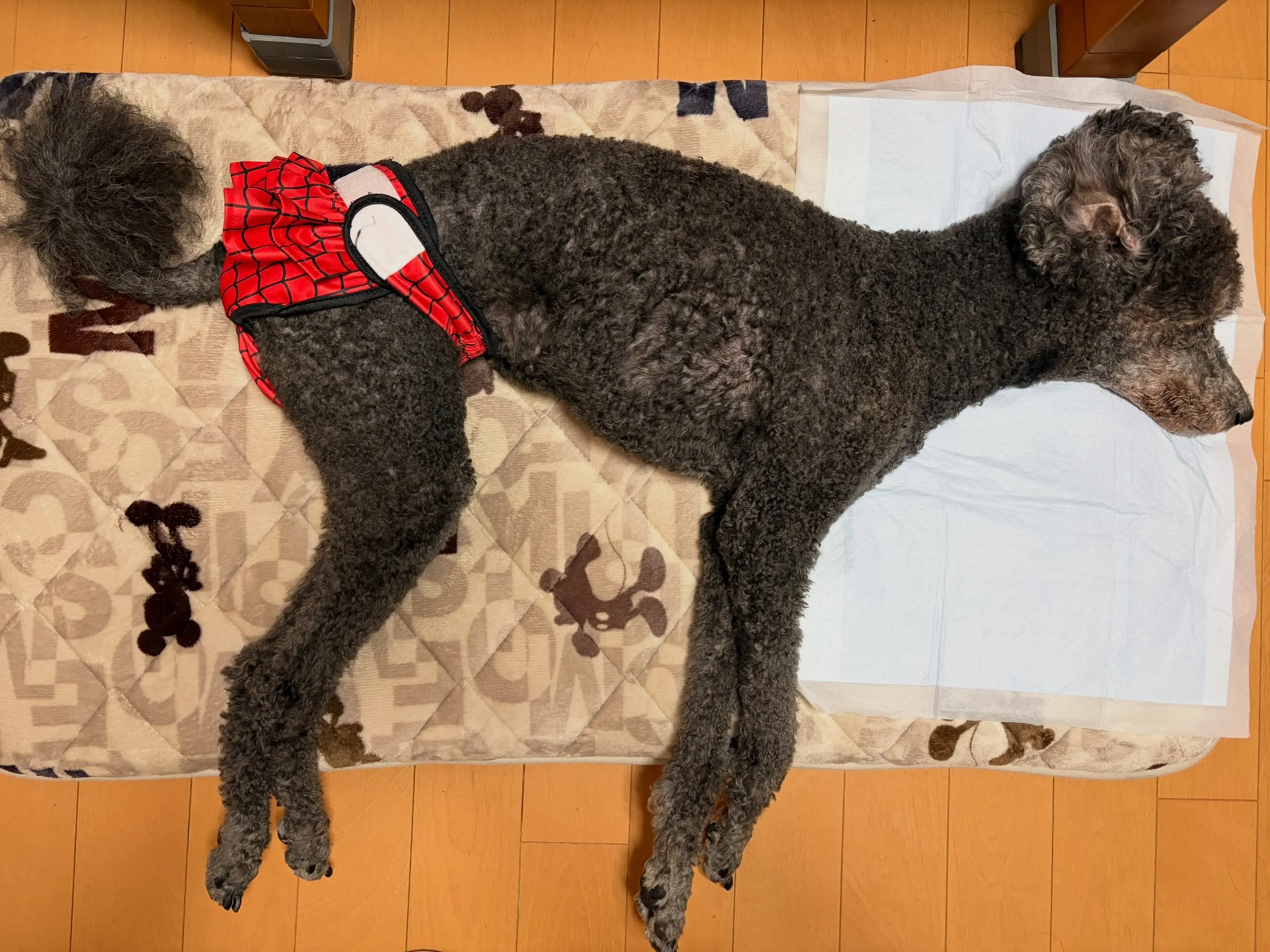 本日のルーちゃん🐾
