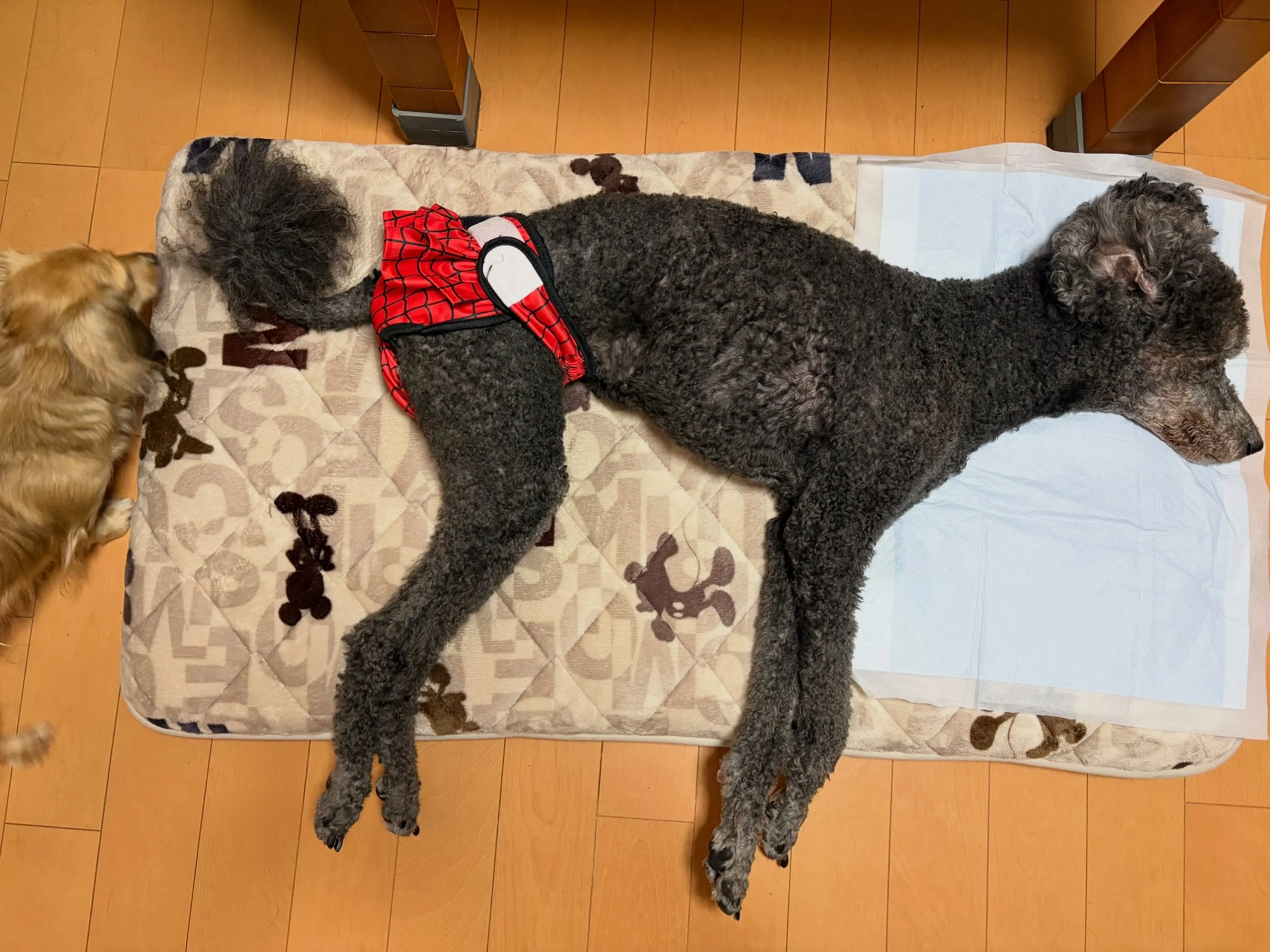 本日のルーちゃん🐾