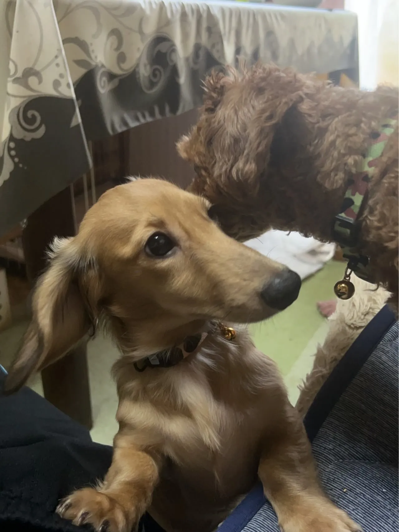 ココア君&ノア君🐾
