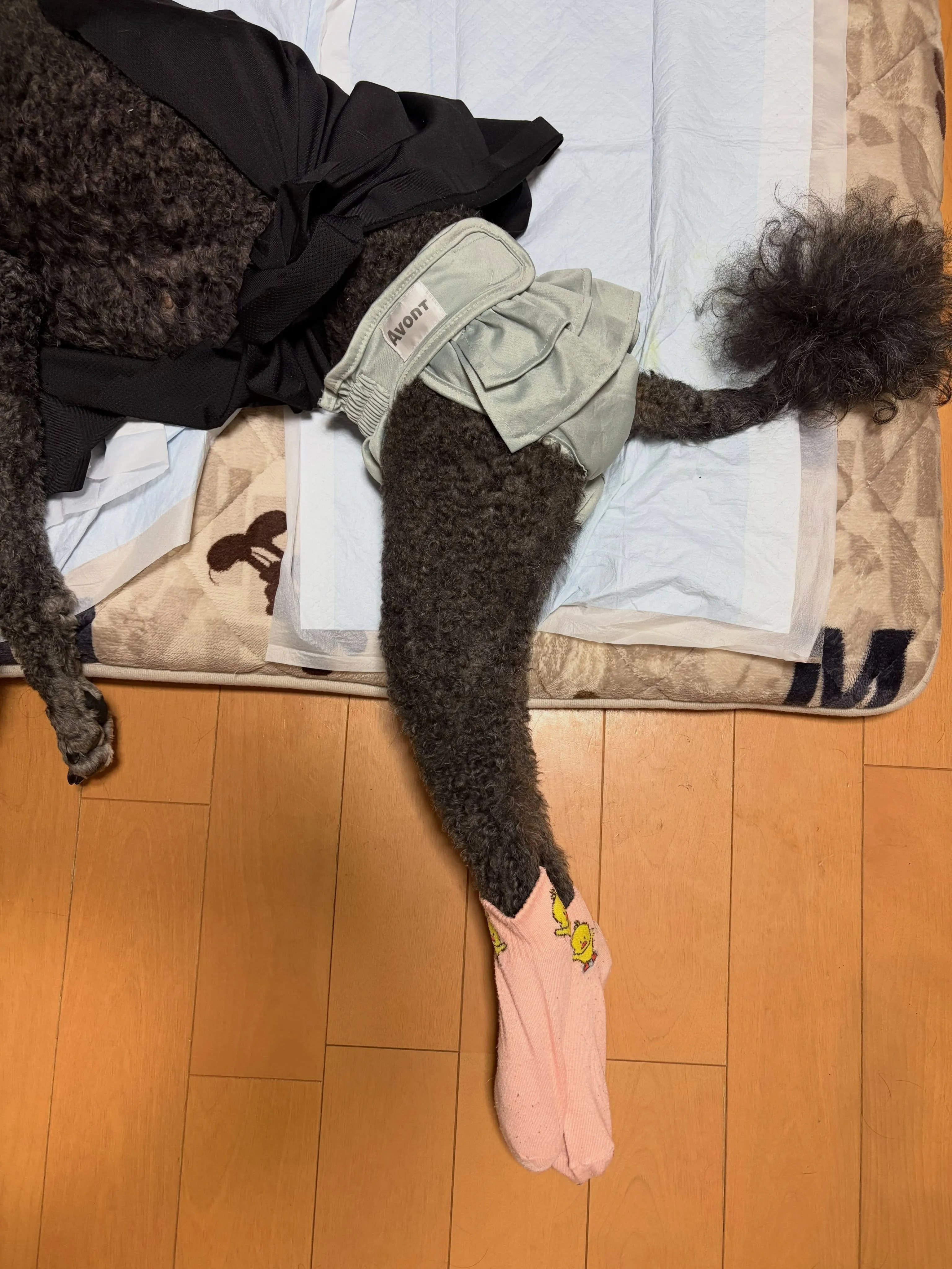 本日のルーちゃん🐾