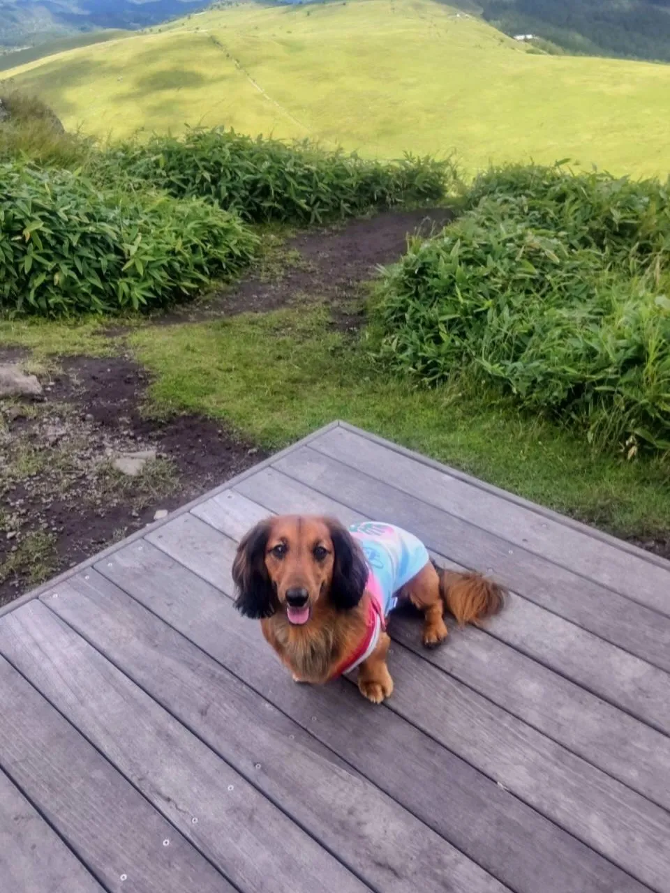 タッチ君🐾