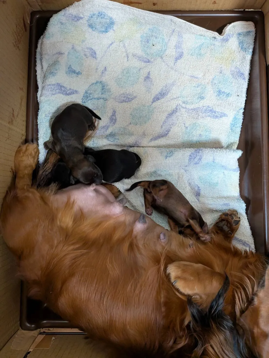 産まれました🐾
