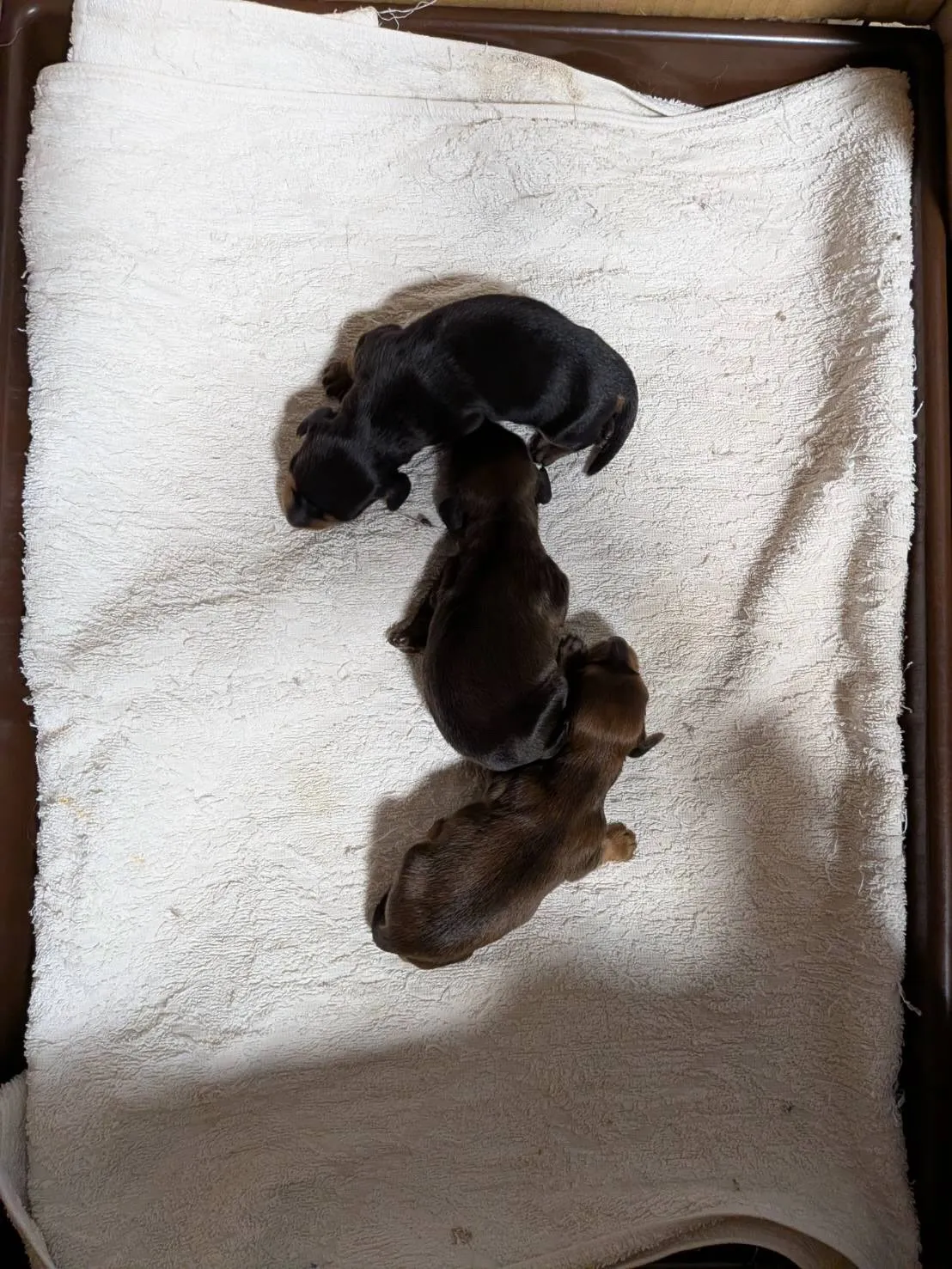 産まれました🐾