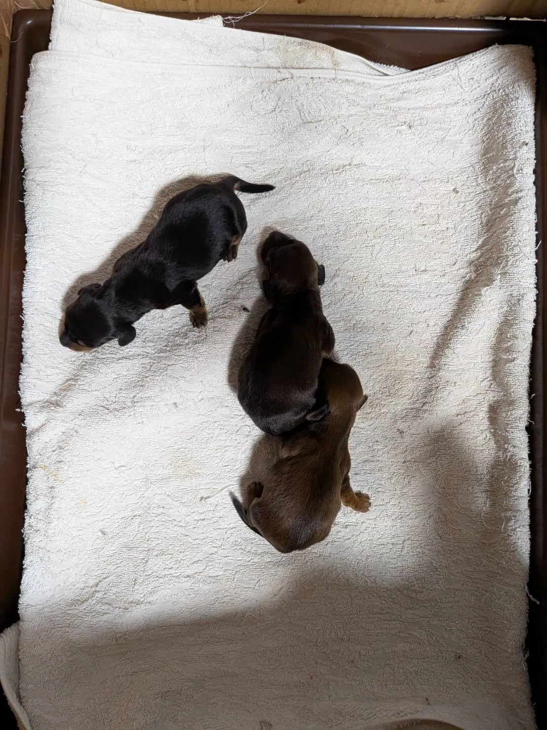 産まれました🐾