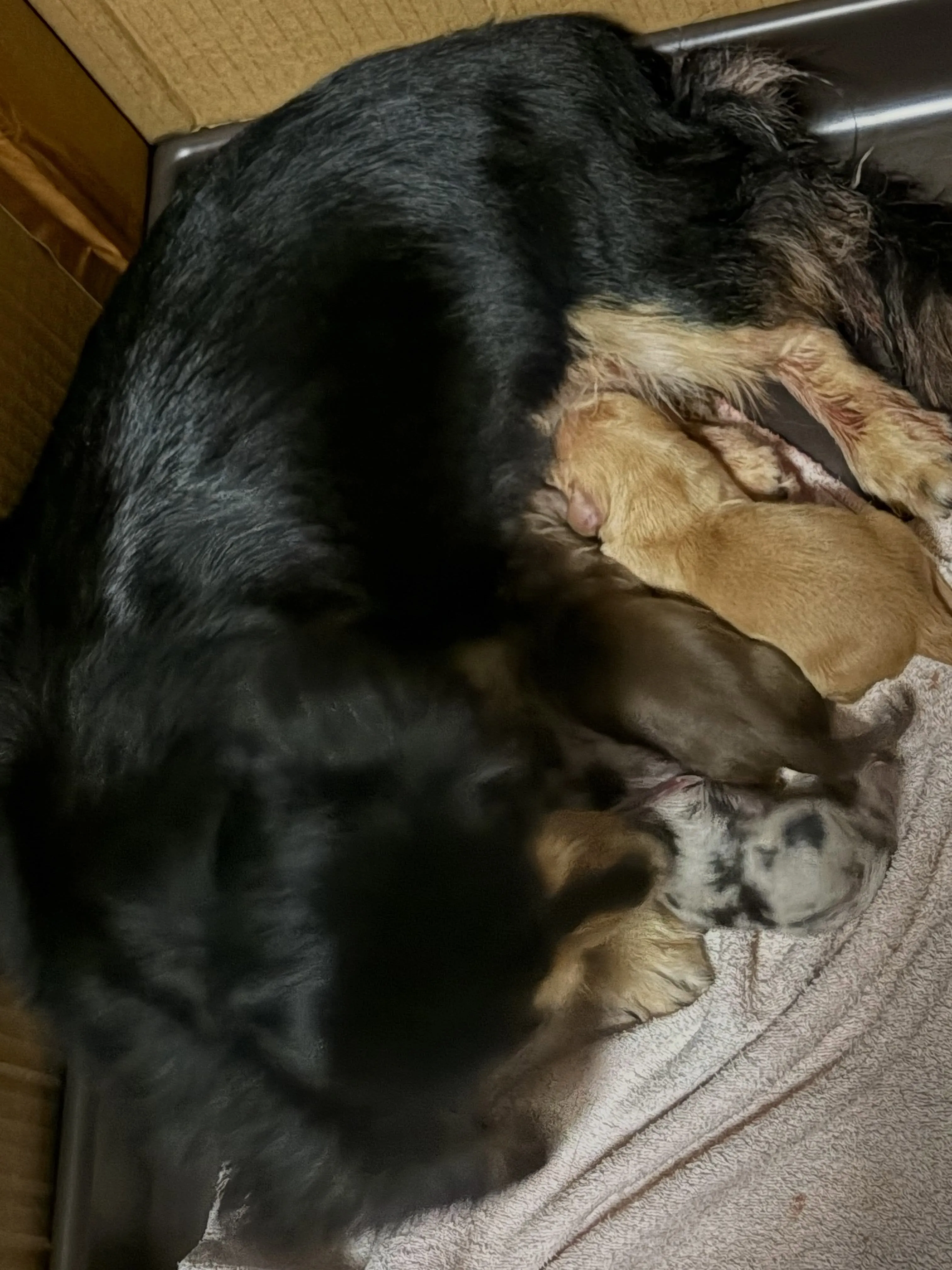 産まれました🐾