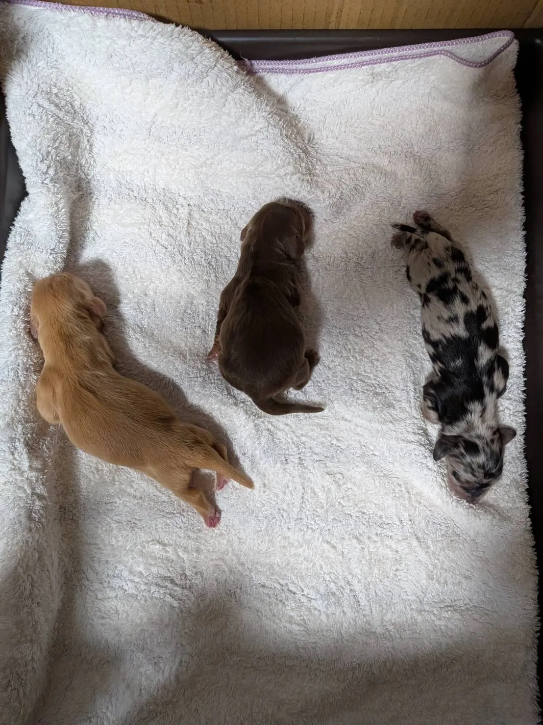 産まれました🐾