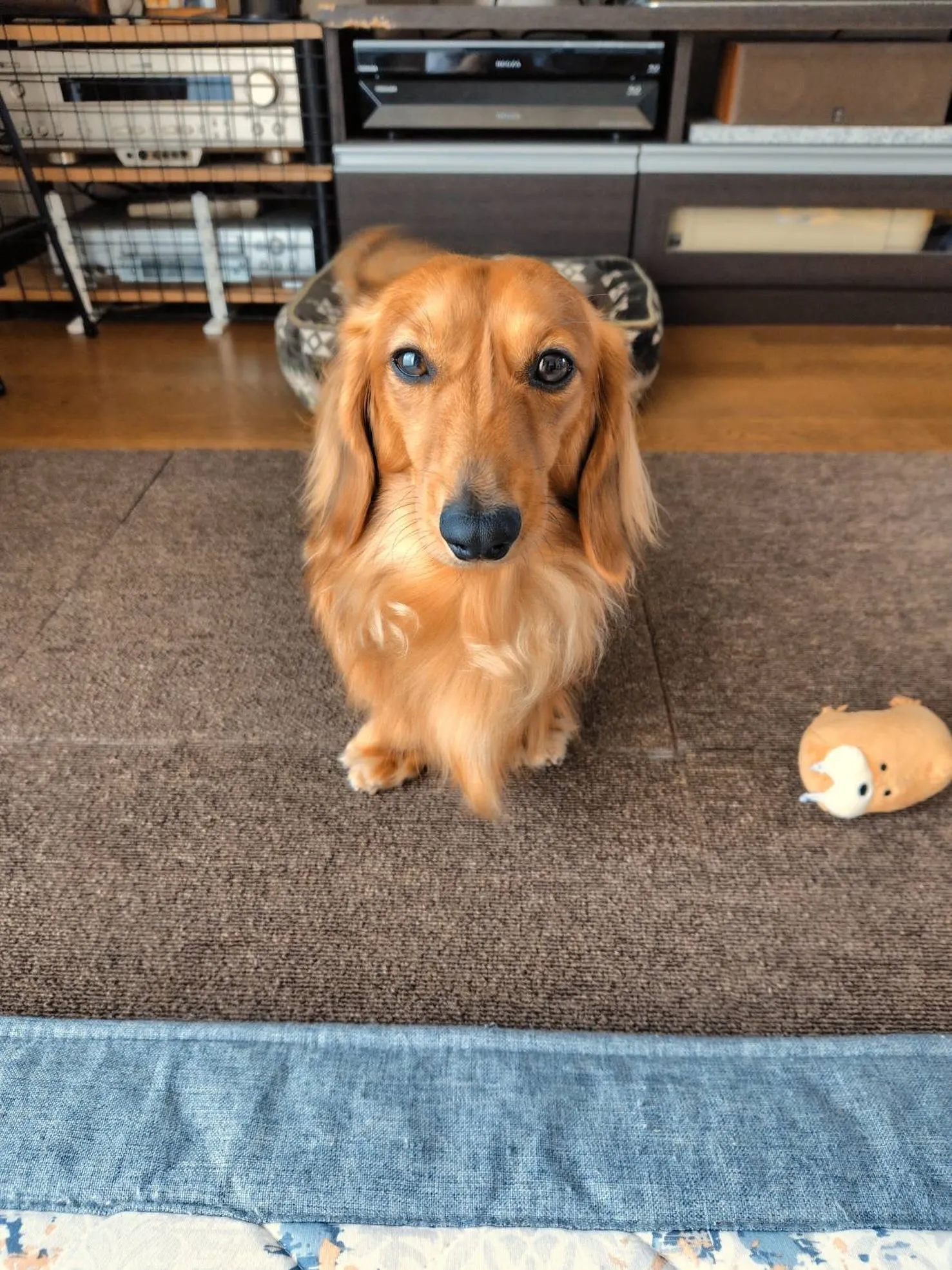 タオ君🐾