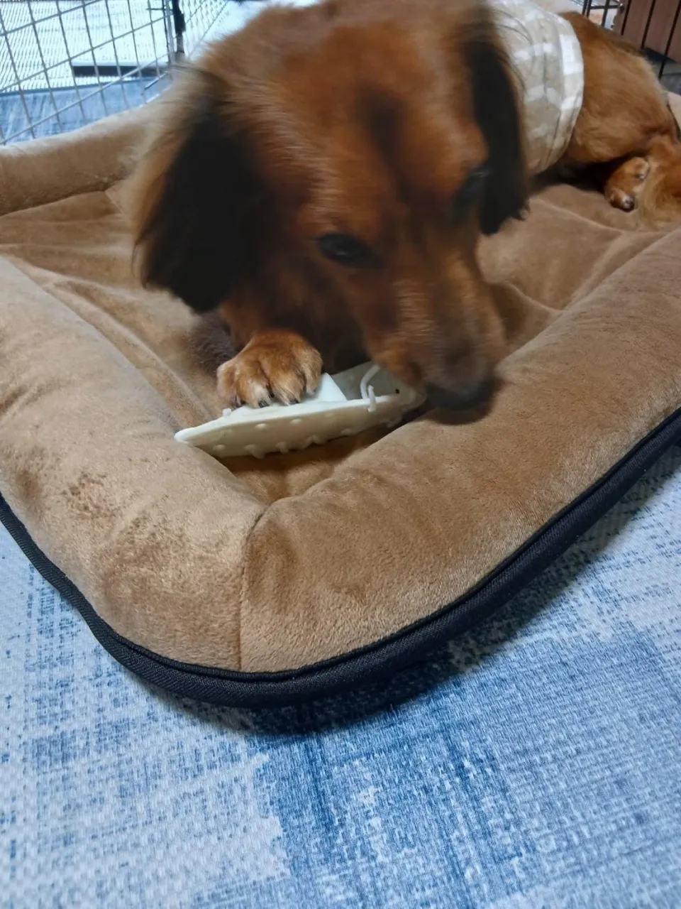 そぼろ君🐾