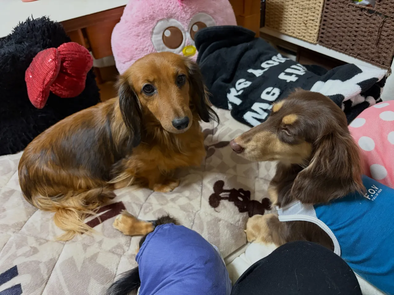 お家組さん🐾