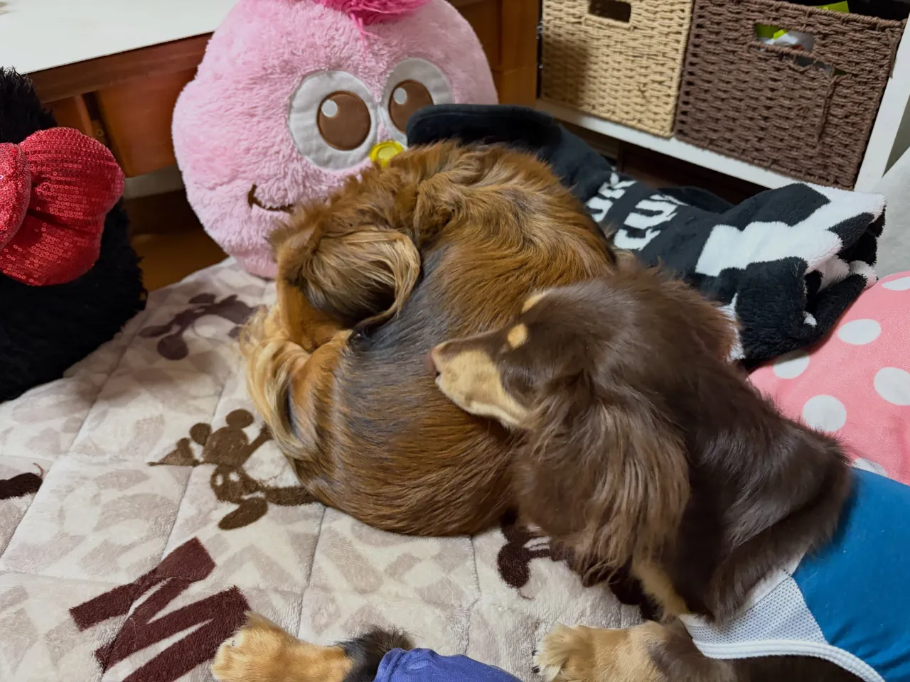 お家組さん🐾