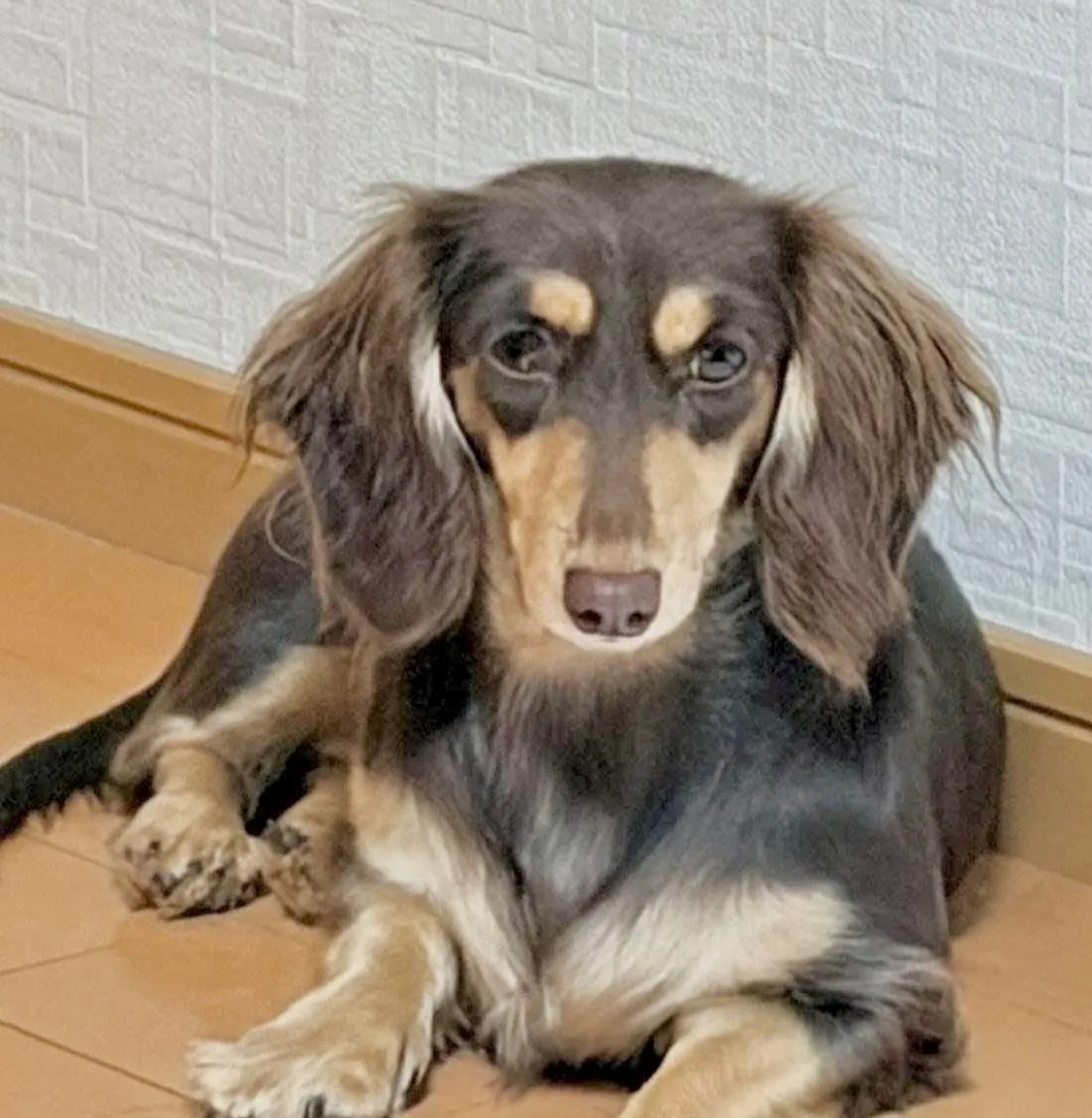 紗々🐾