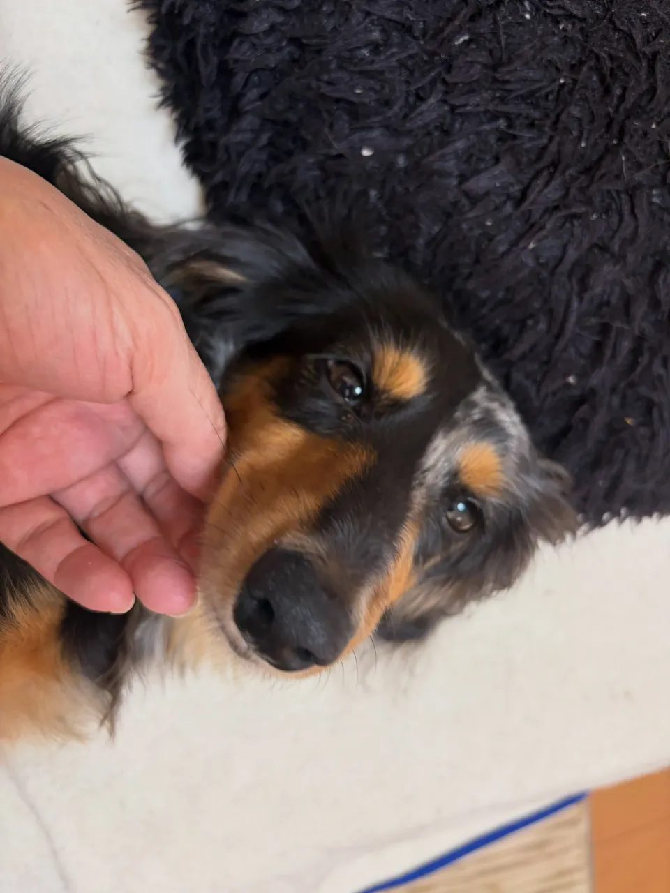 キャビア🐾