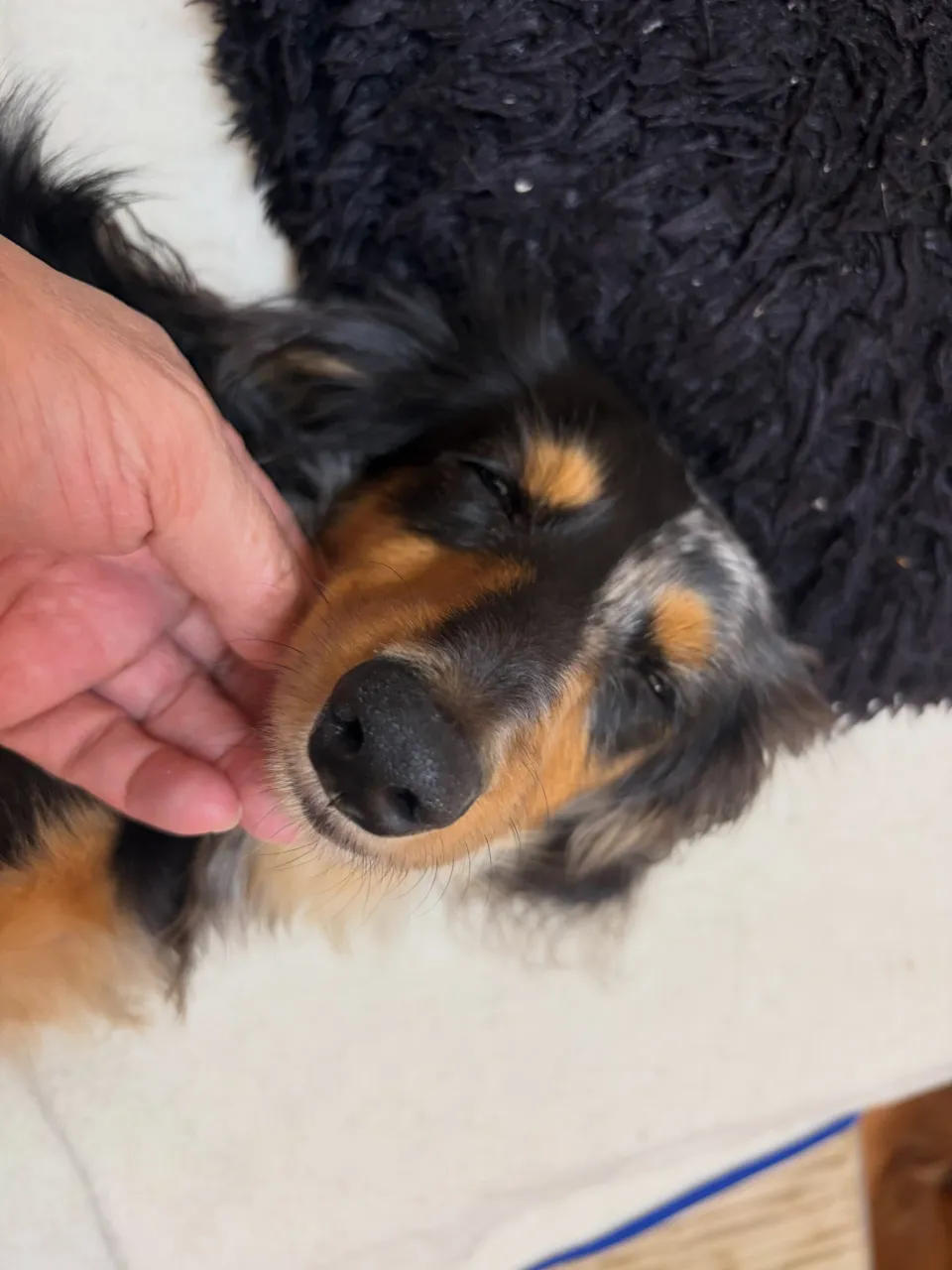 キャビア🐾