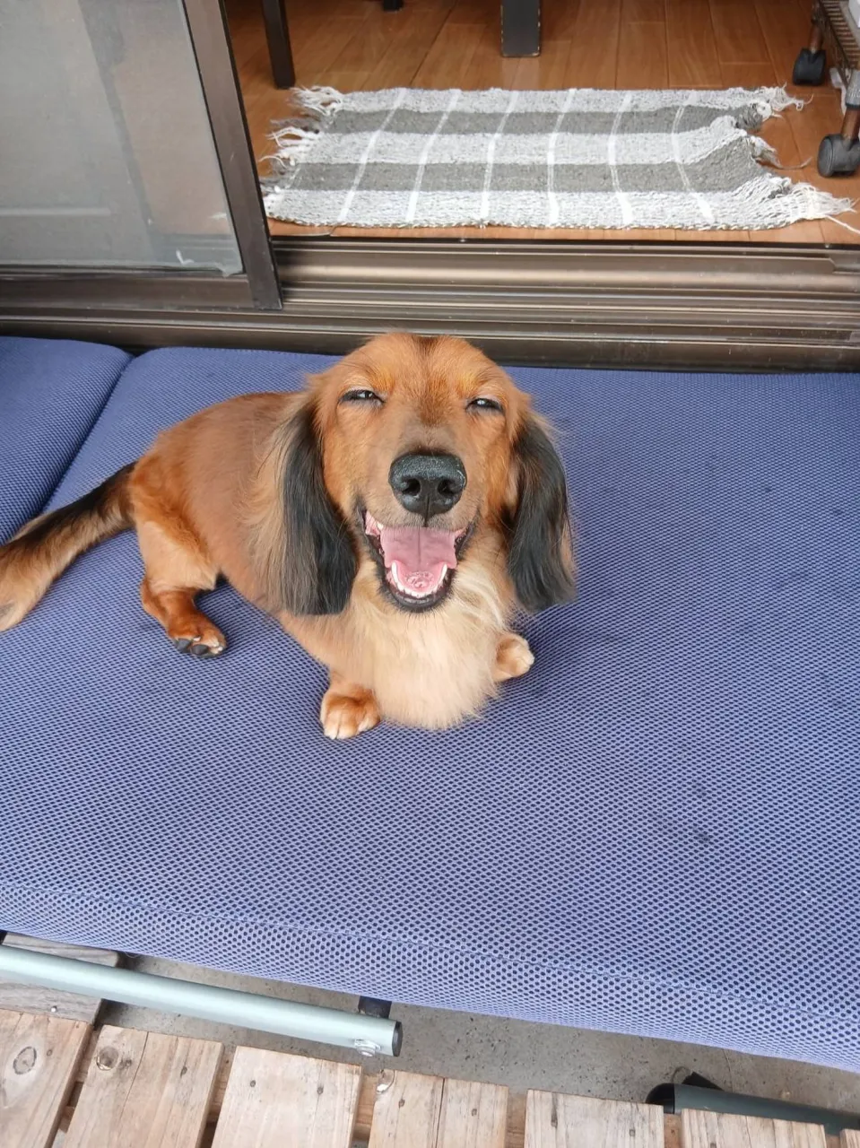 そぼろ君🐾