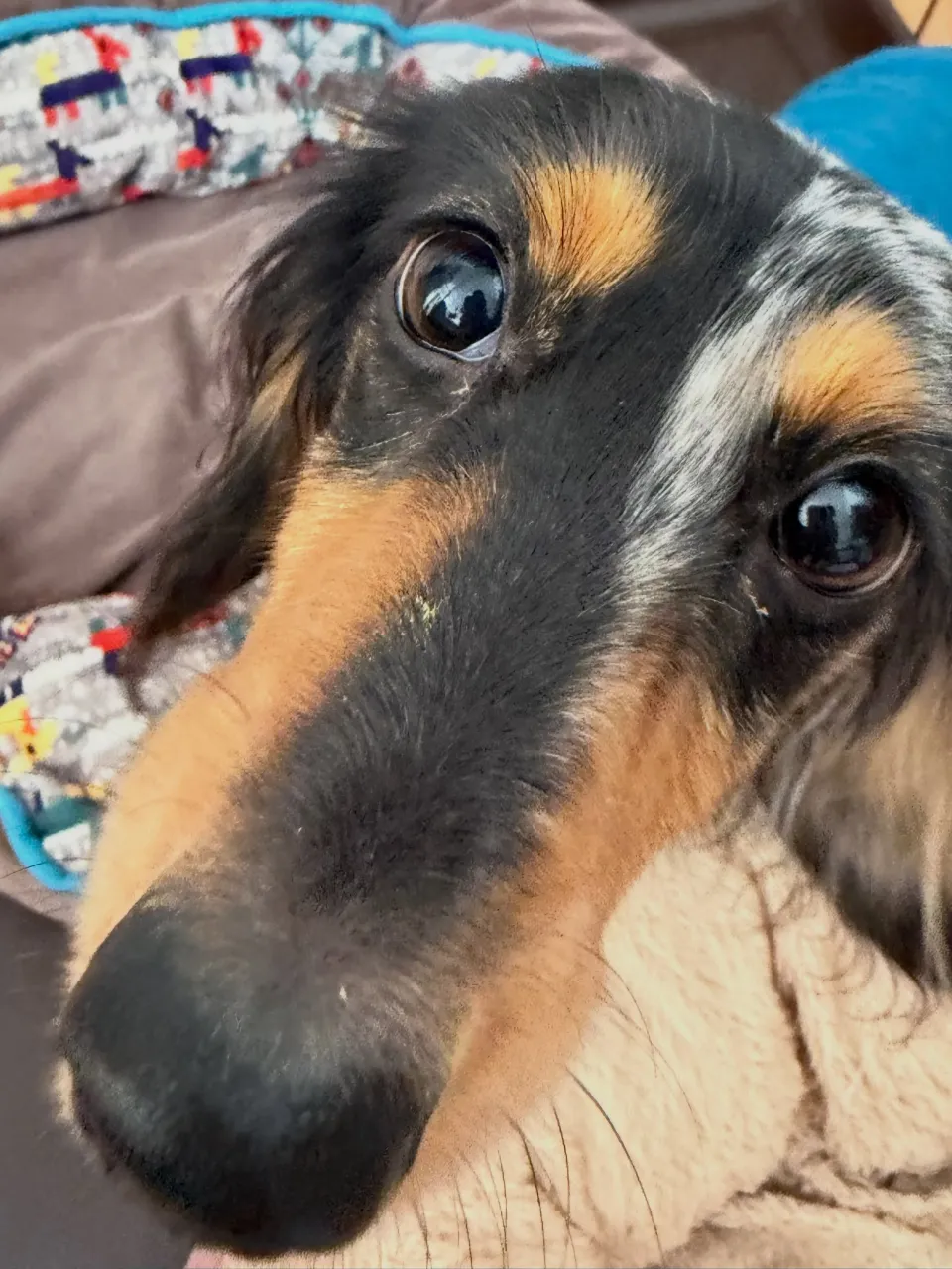 キャビア🐾
