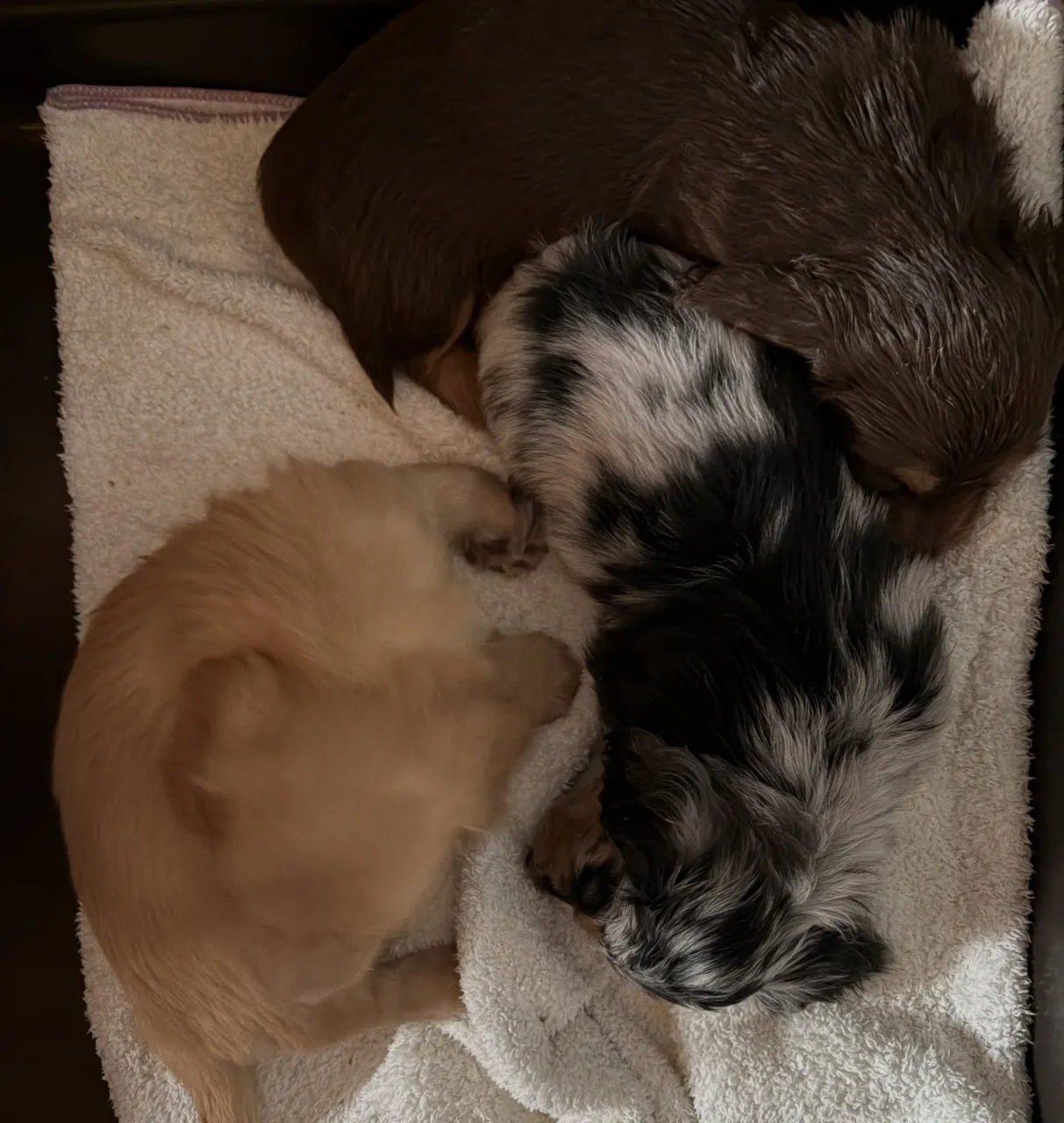 26.8.31生まれの子供たち🐾