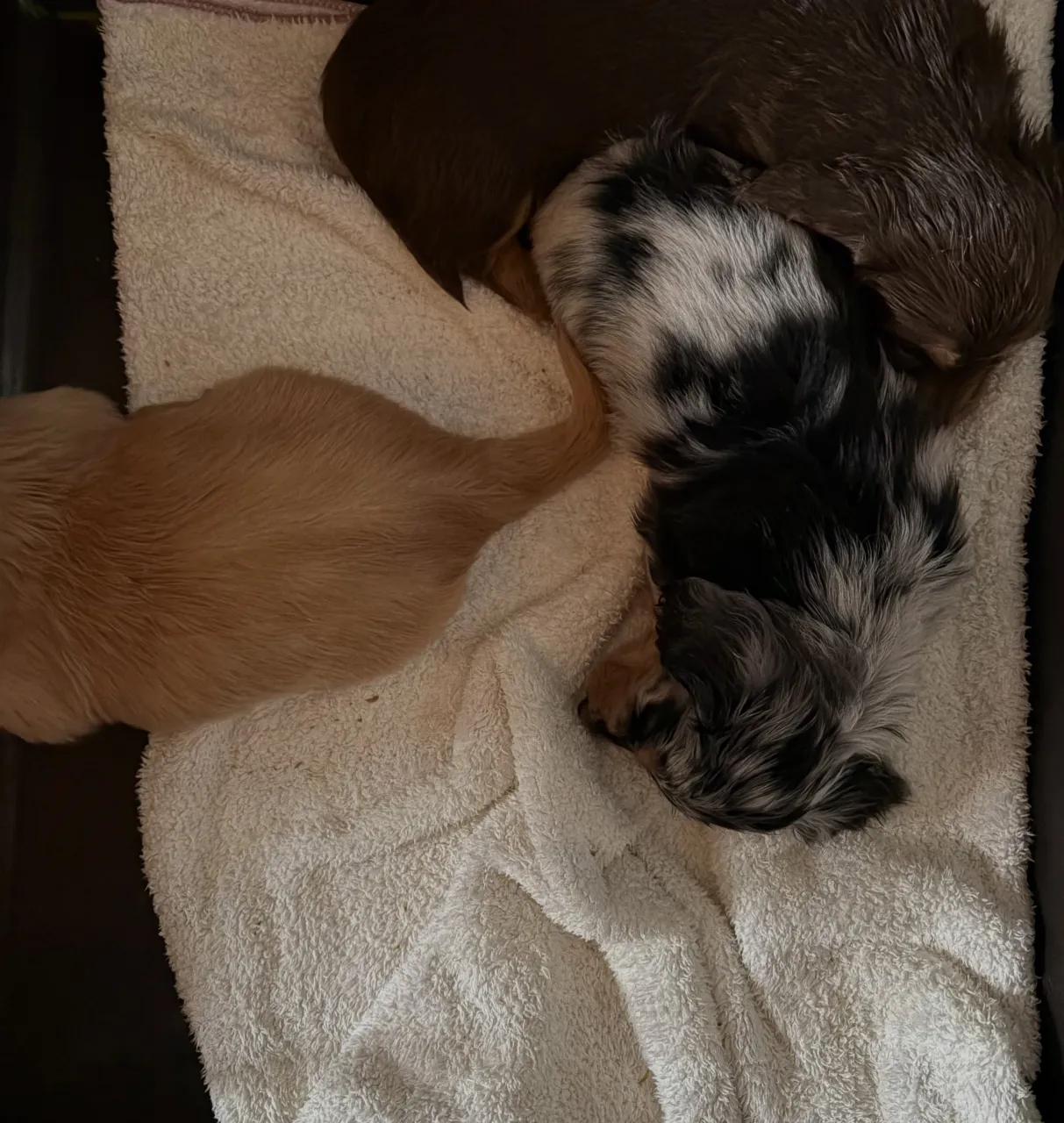 26.8.31生まれの子供たち🐾