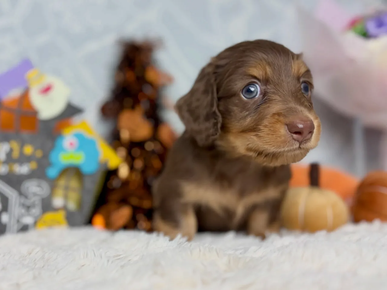 オーナー様募集🐾
