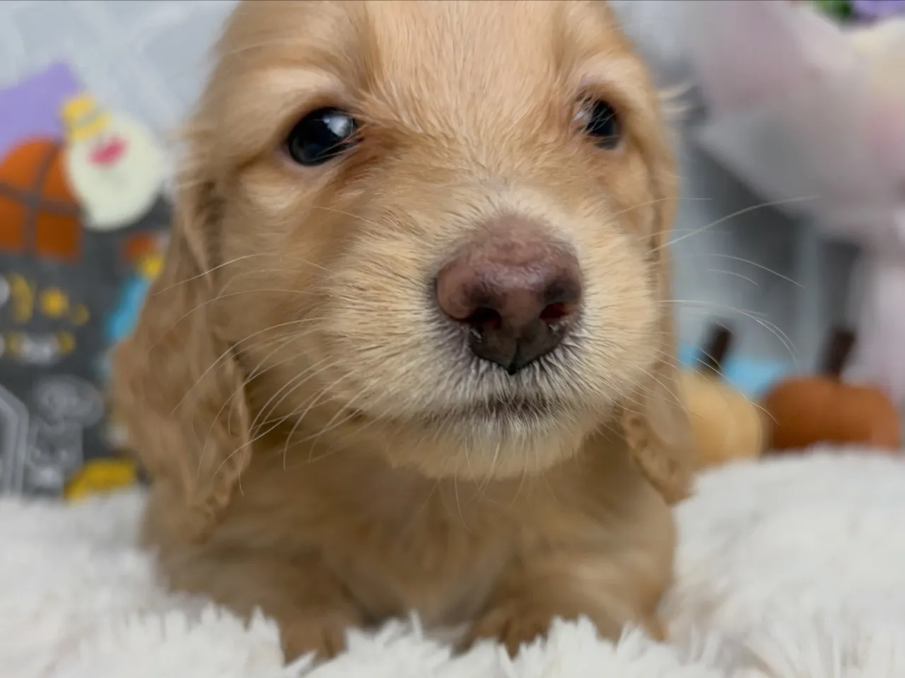 オーナー様募集🐾