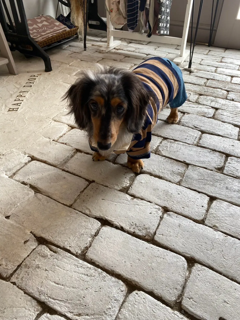 オレオ君🐾