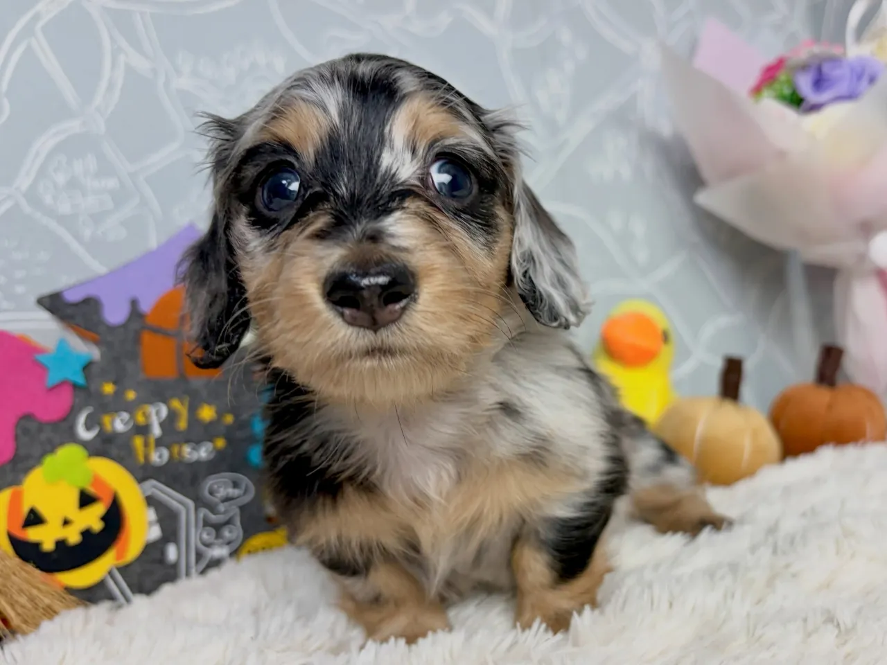 オーナー様募集🐾