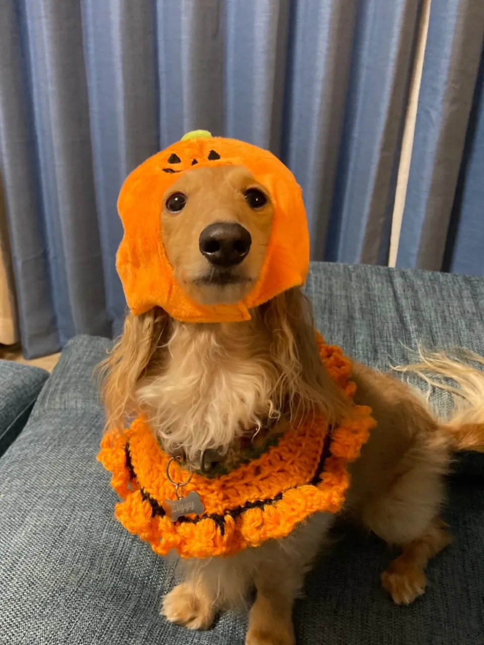 ジギー君🐾