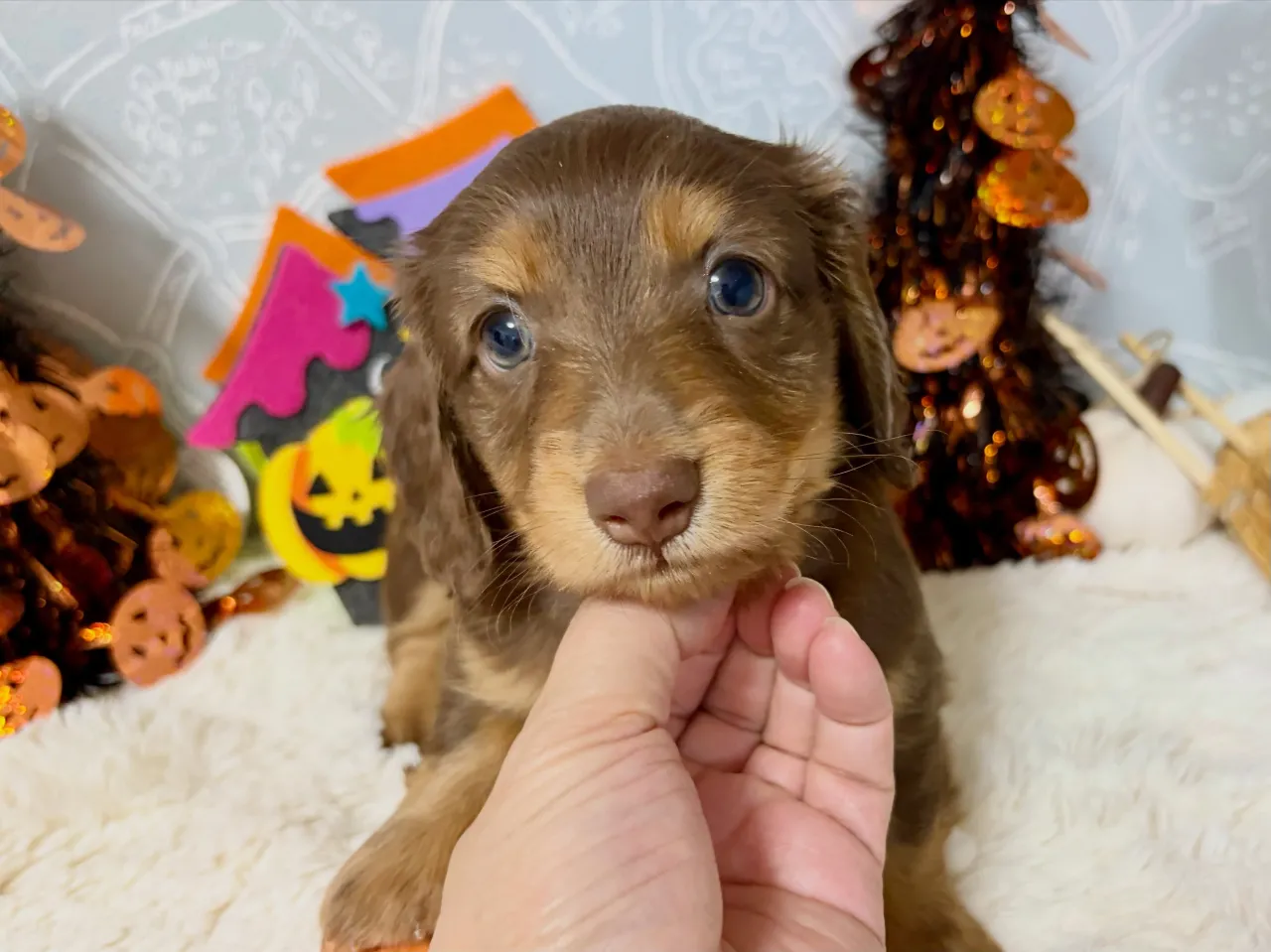 オーナー様募集🐾
