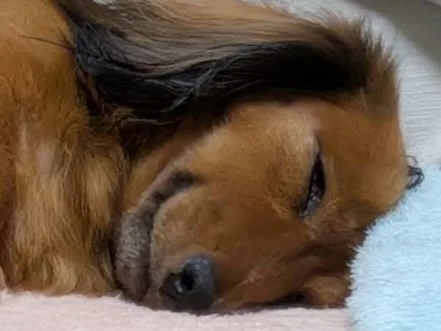 あゆ🐾