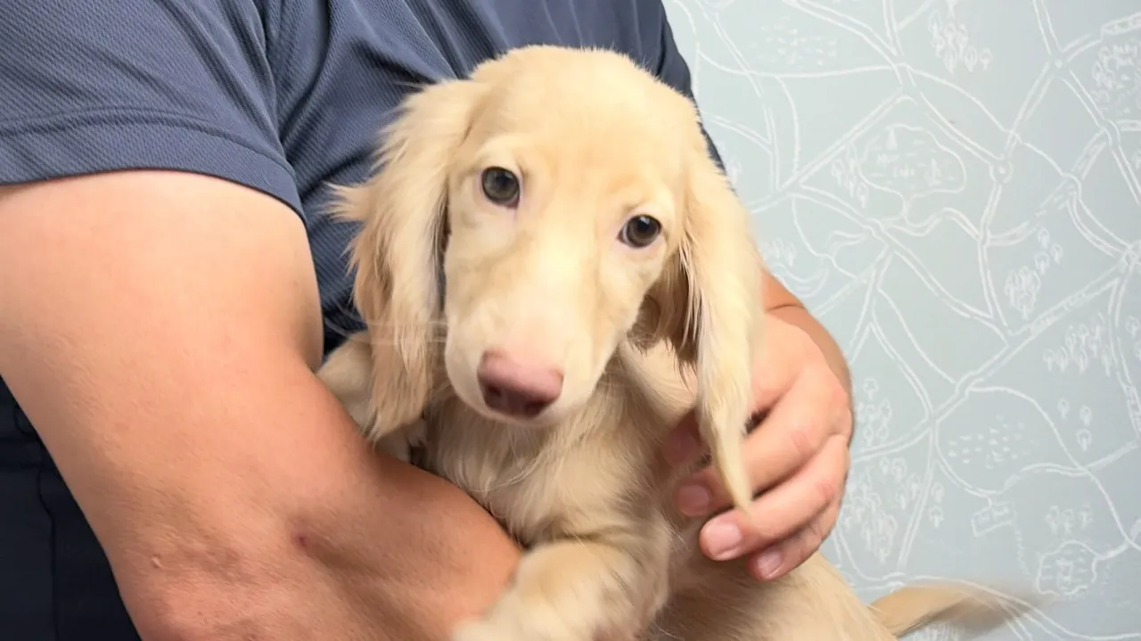 オーナー様募集中🐾