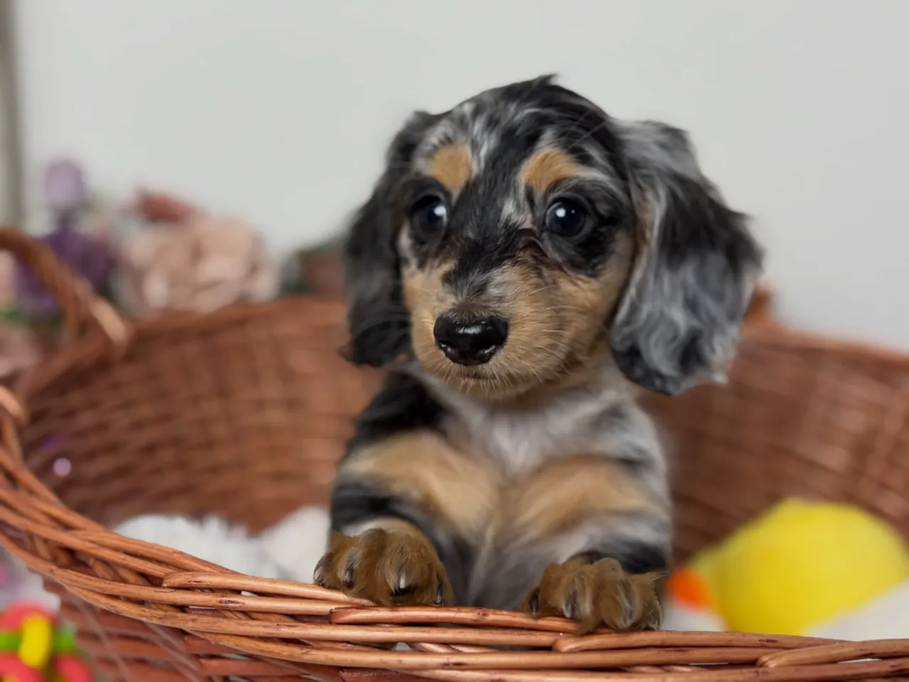 オーナー様募集中🐾