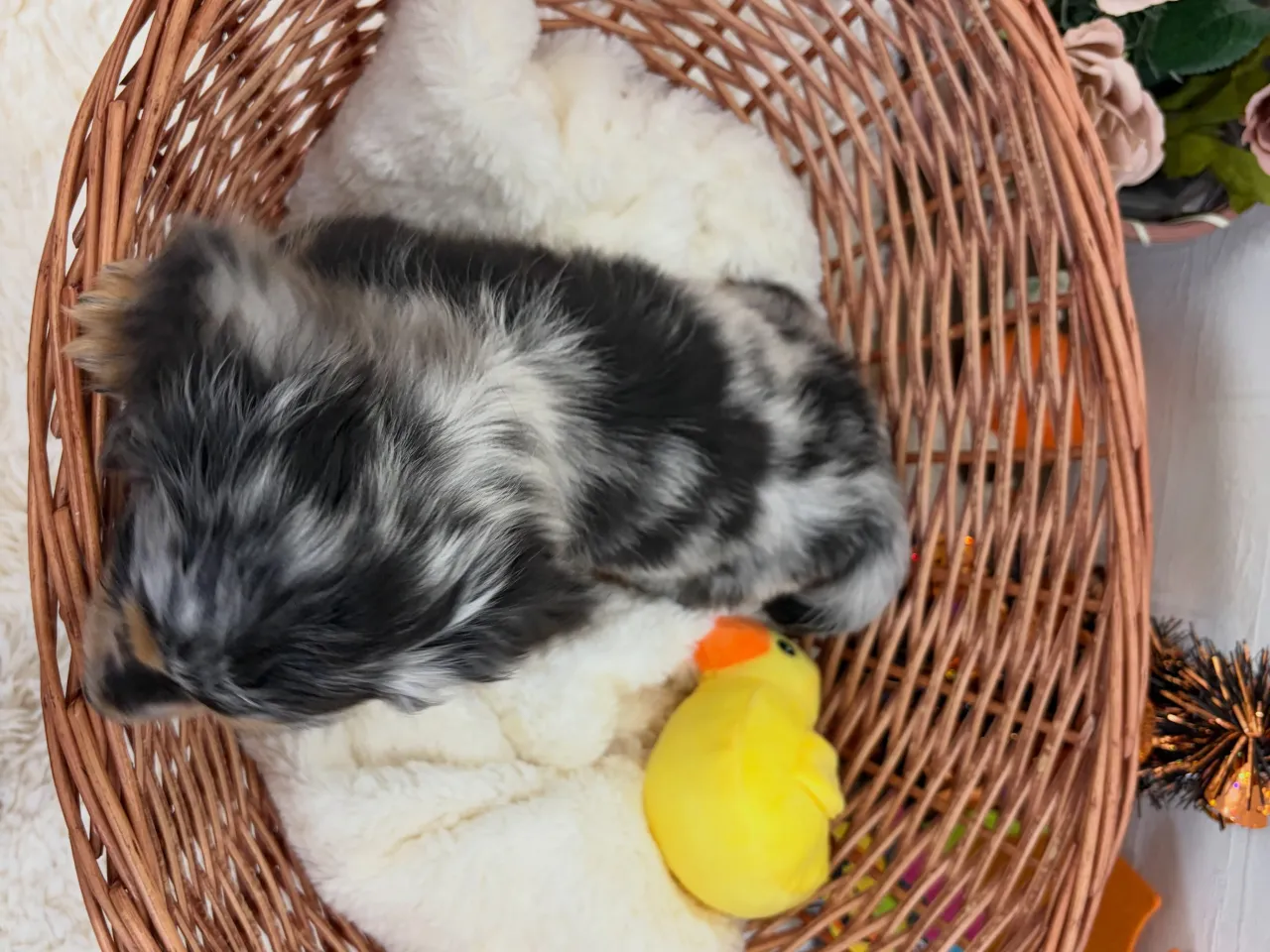 オーナー様募集中🐾