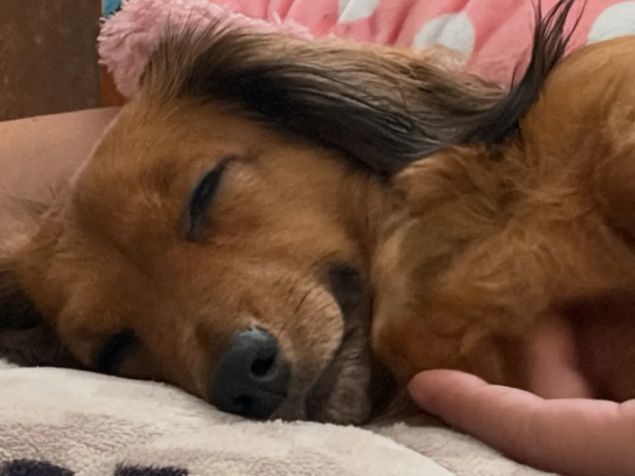 あゆ🐾