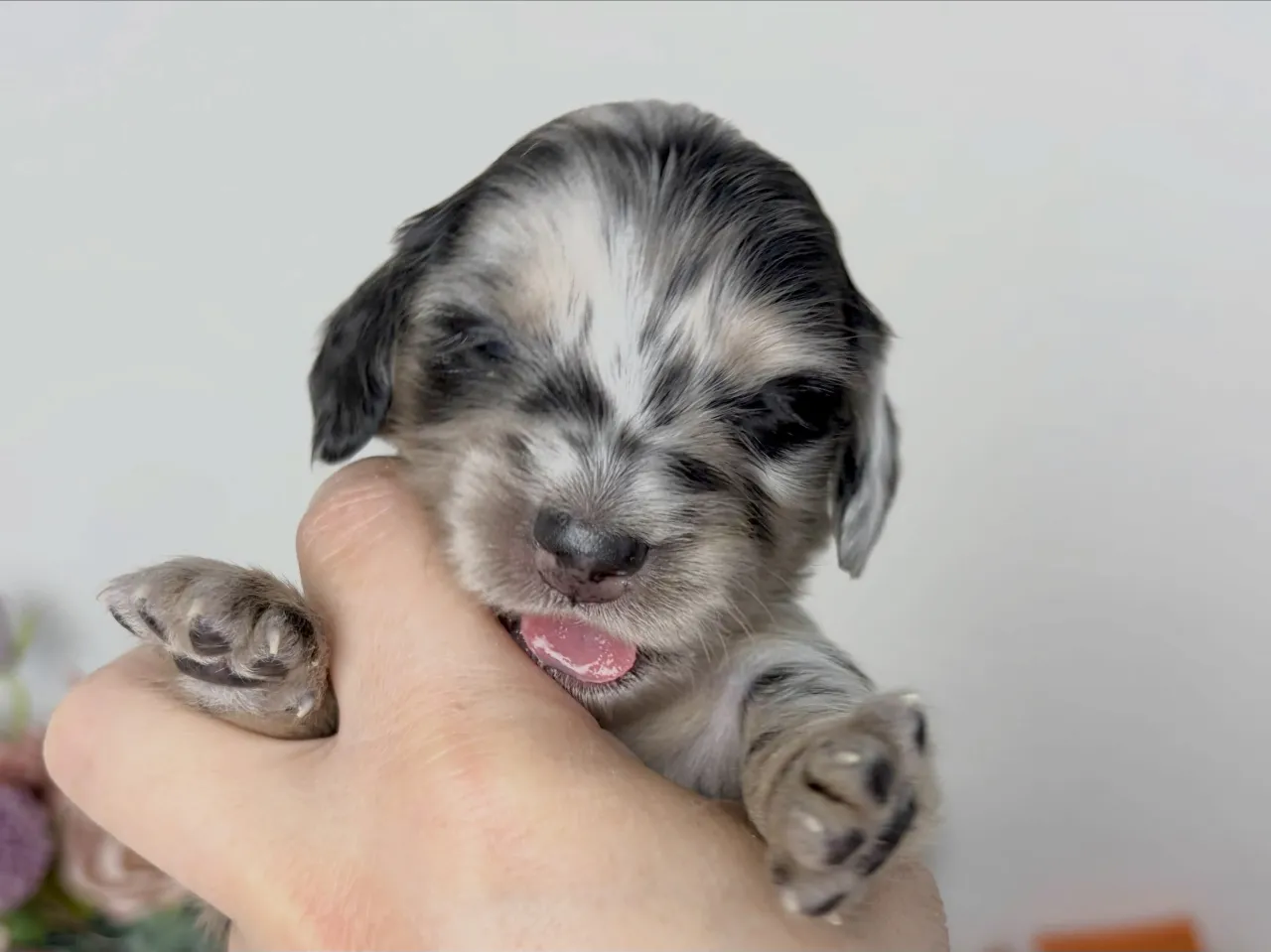 2026.10.2生まれ