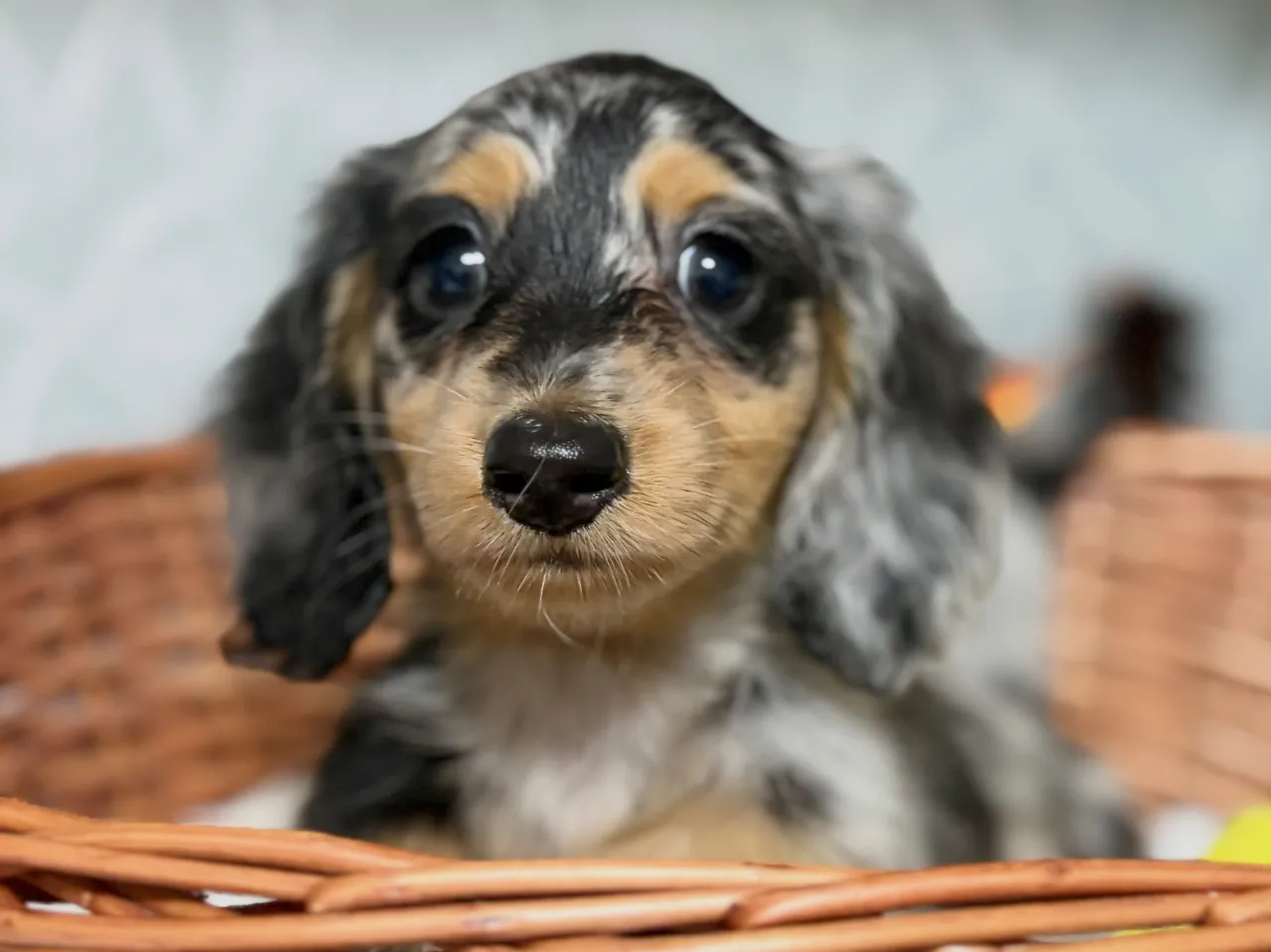 オーナー様募集🐾