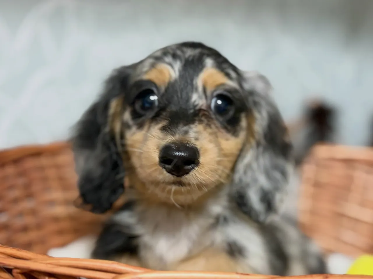 オーナー様募集🐾