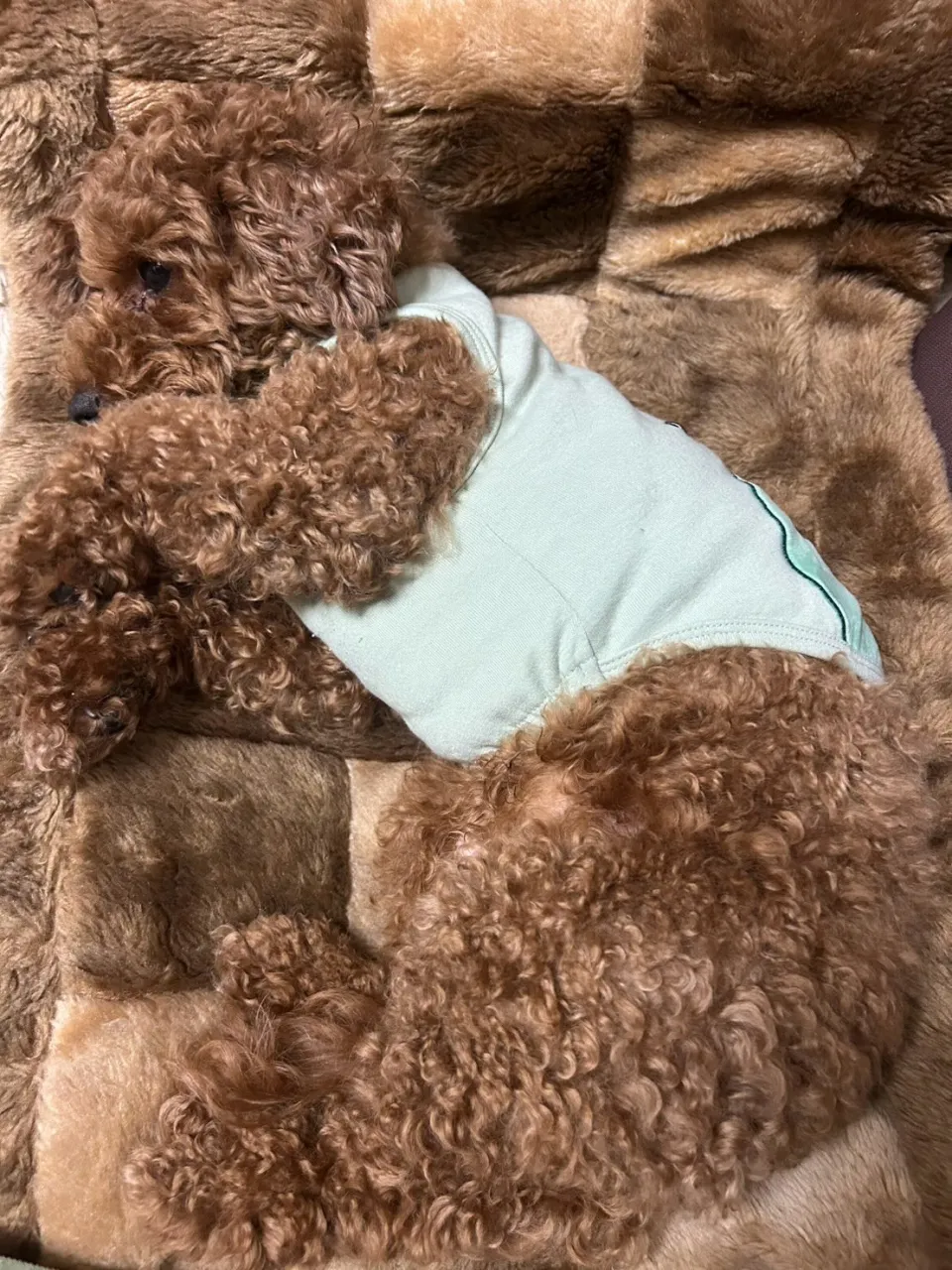ココア君&ノア君🐾