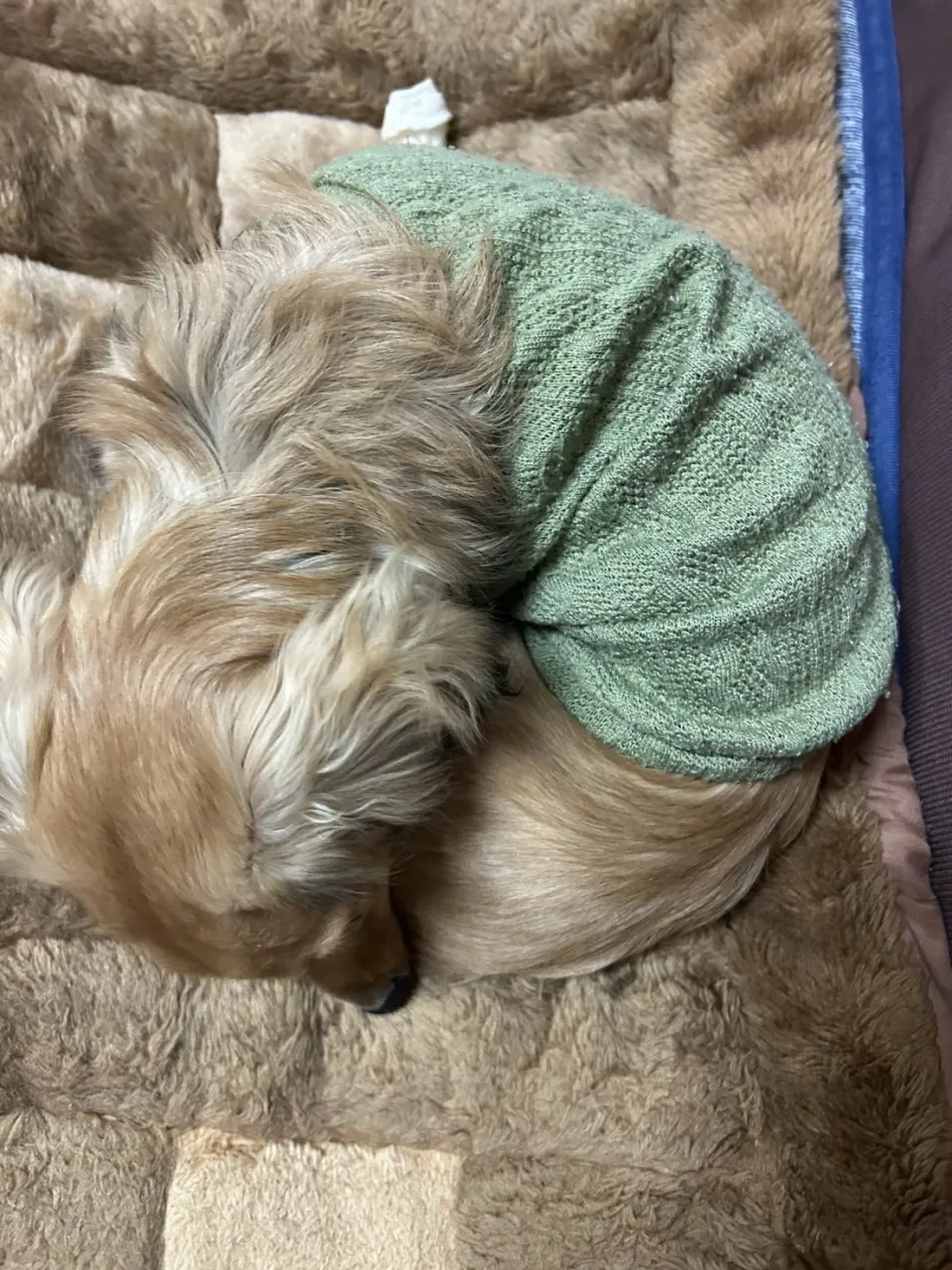 ココア君＆ノア君🐾