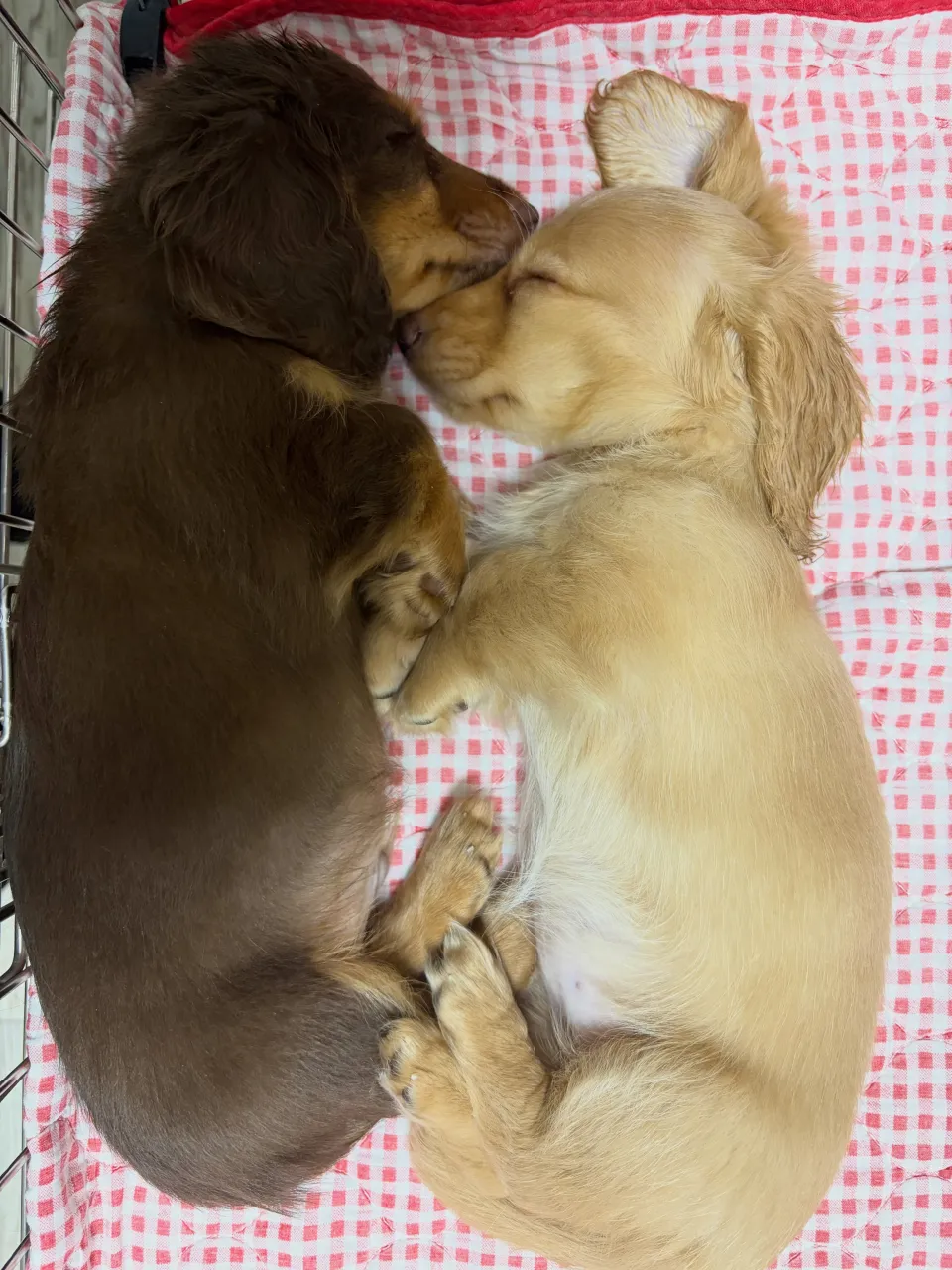 仲良し🐾