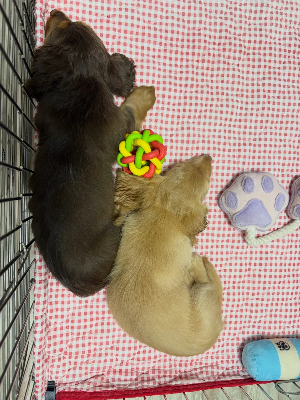 仲良し🐾