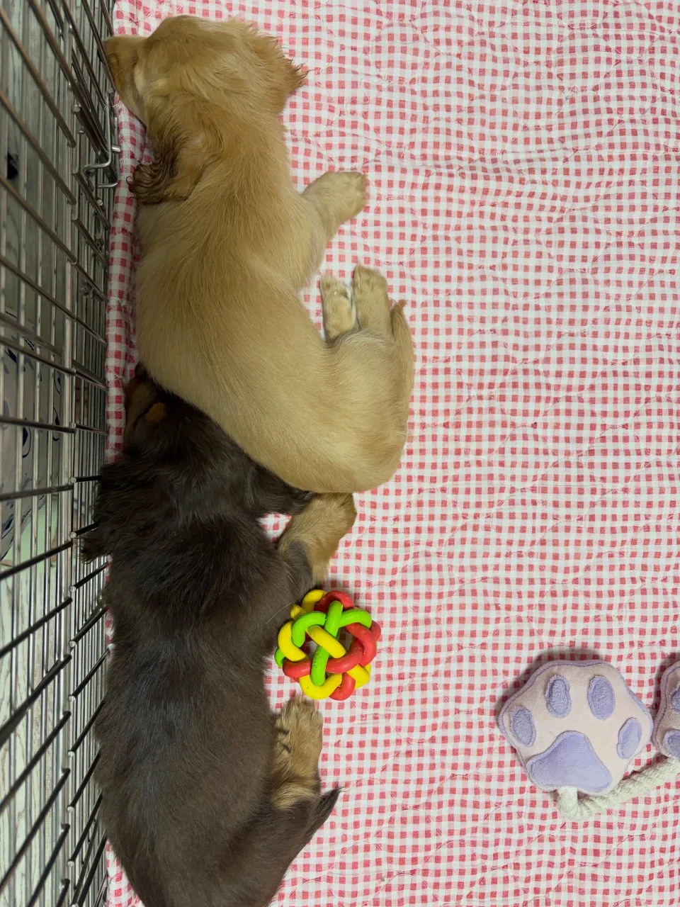 仲良し🐾