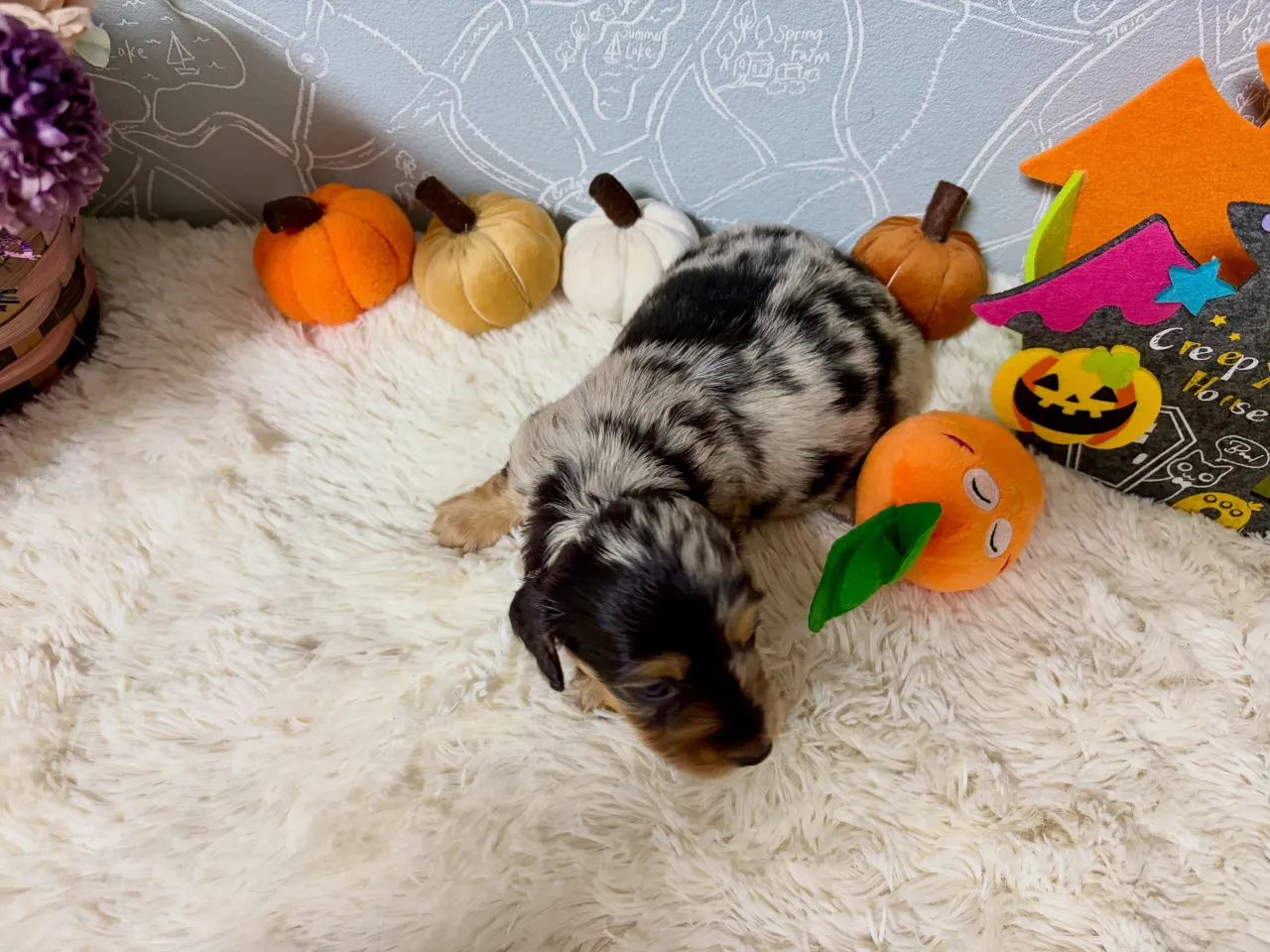 オーナー様募集中🐾