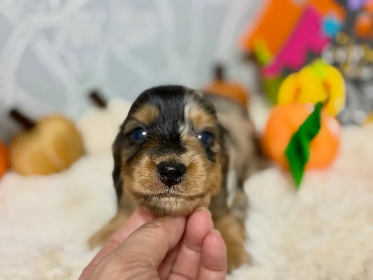 オーナー様募集中🐾