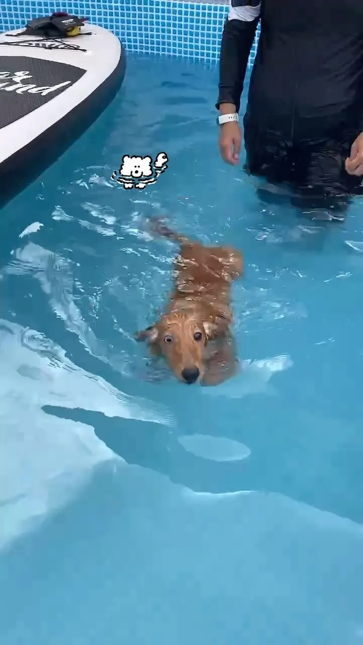 ジギーくん泳ぐの上手だね〜✨🏊