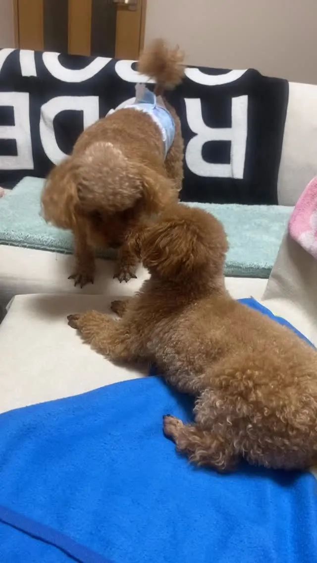 ダール君🐾