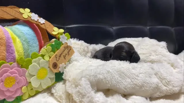 テールちゃん🐾