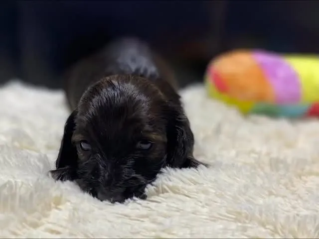 テール🐾