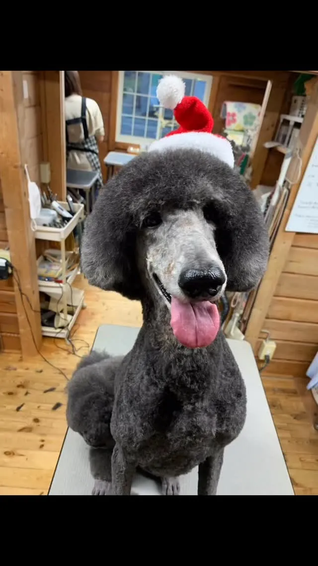 ルー🐾