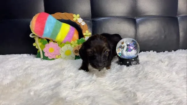 テール🐾